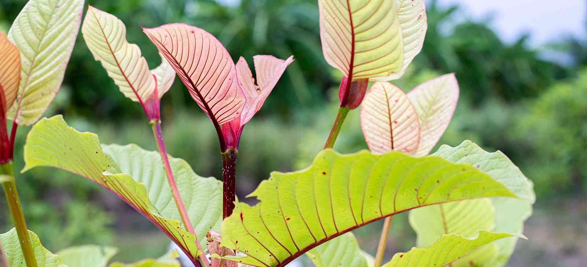 Exploring the Benefits of Red Vein Kratom