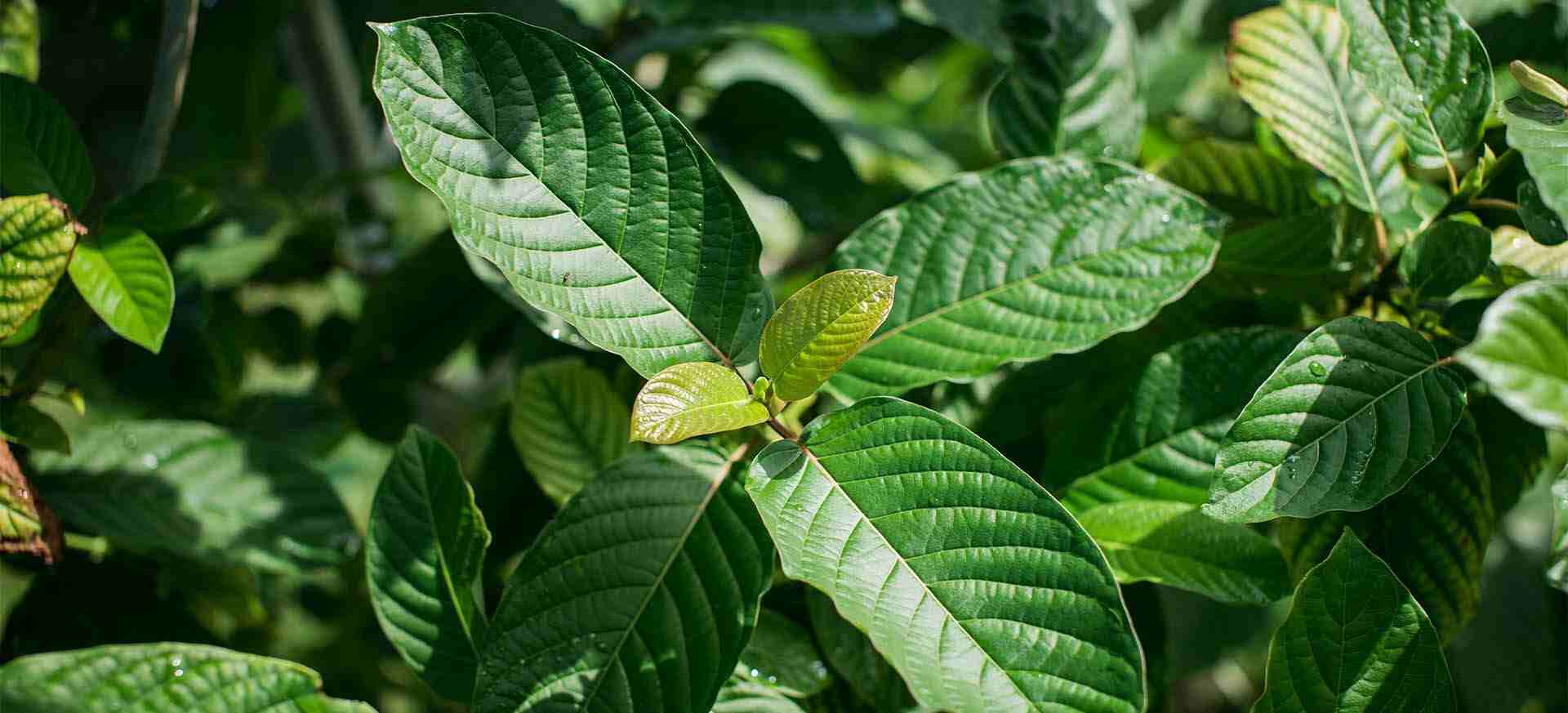 The Ultimate Guide to Different Kratom Strains